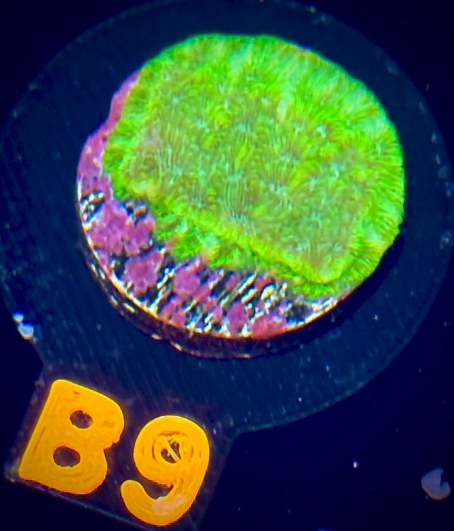 ECC Blastoise Leptoseris