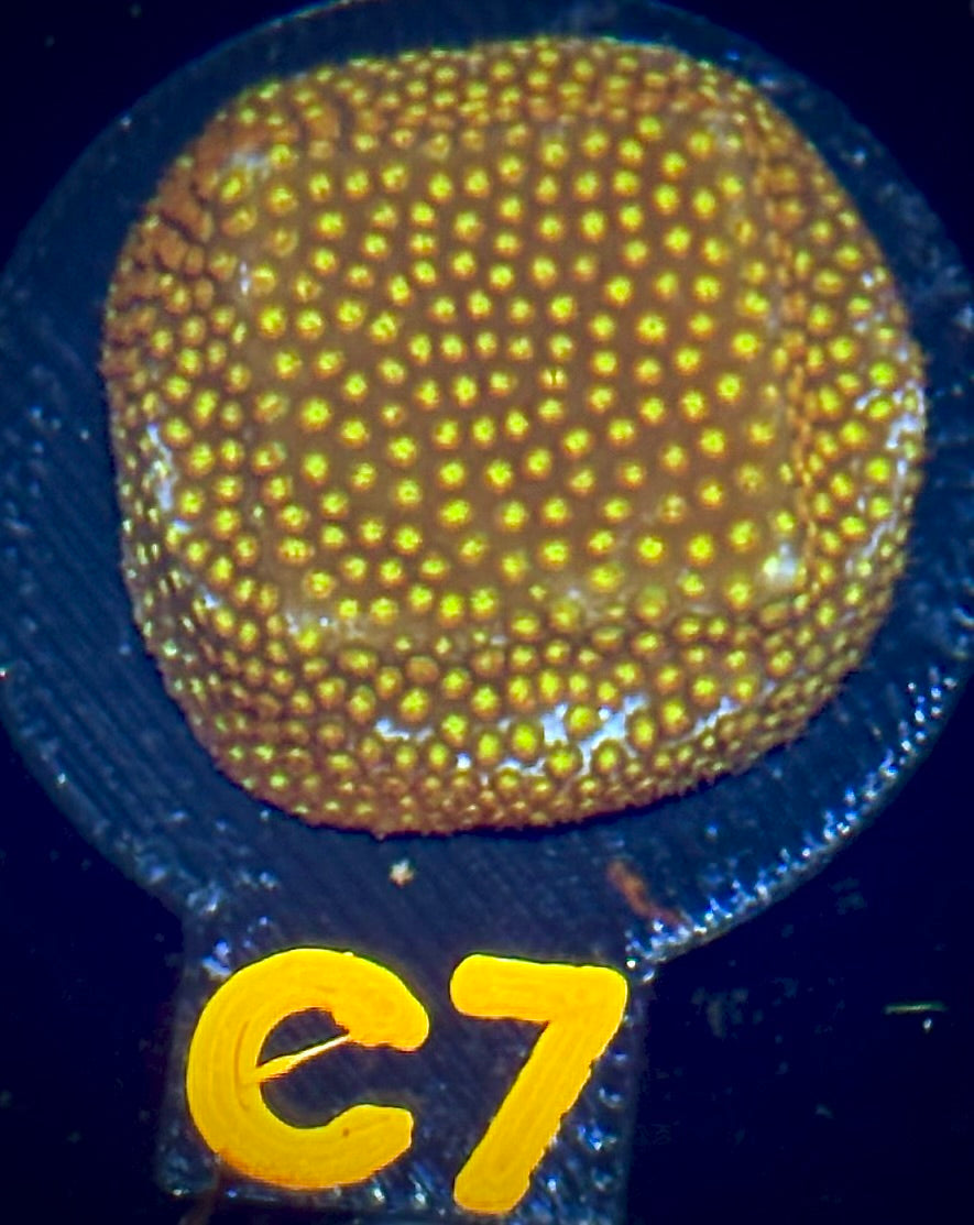 ECC Twisted Metal Stylocoeniella