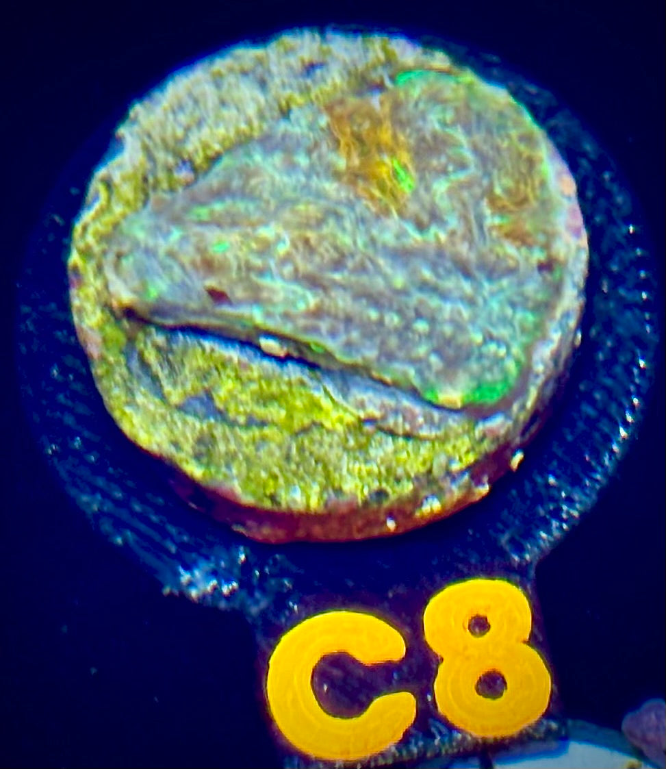 ECC Wonderland Acan Echinata