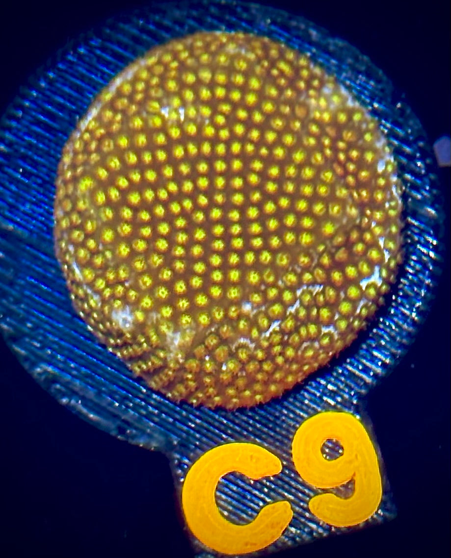 ECC Twisted Metal Stylocoeniella