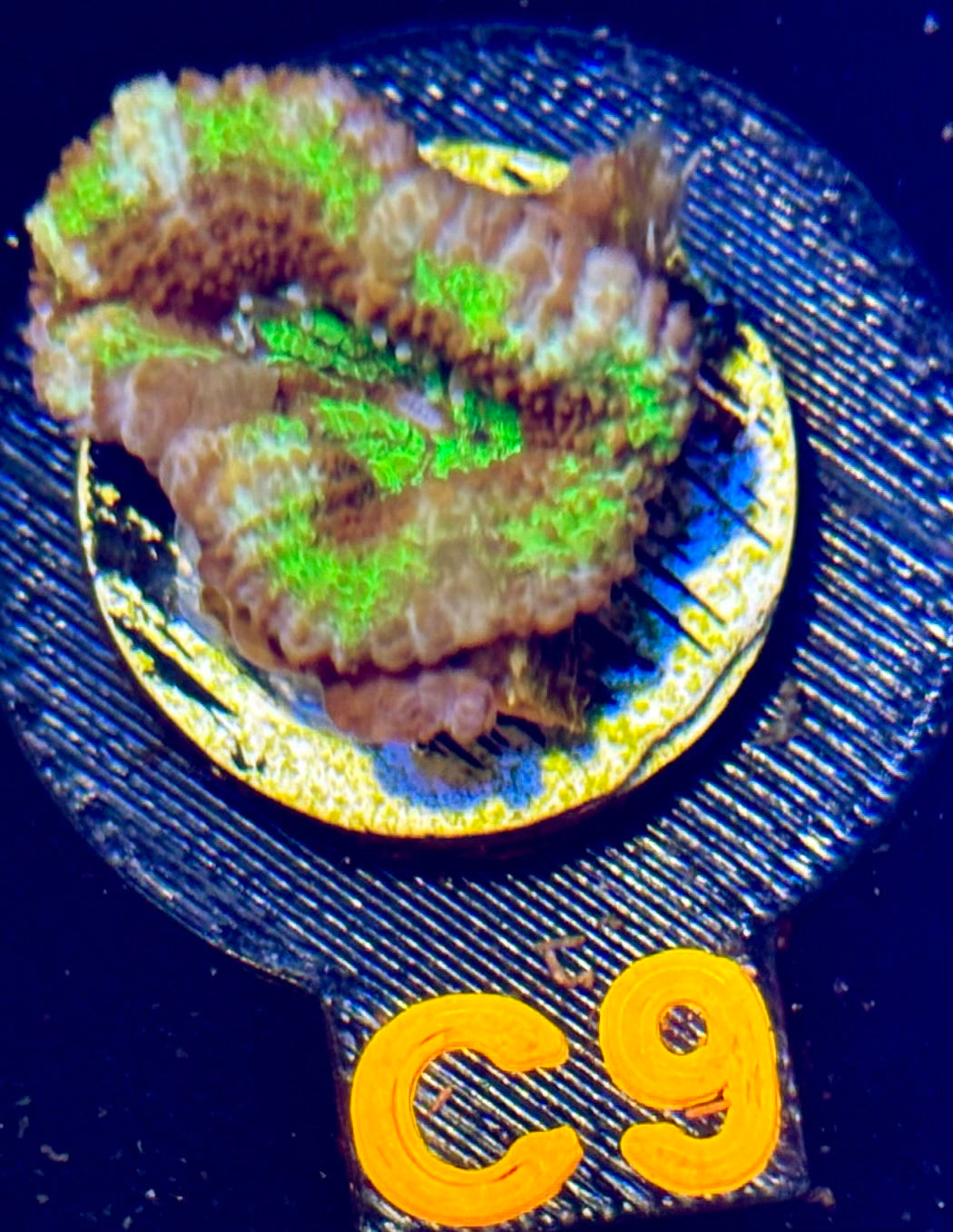 UFO Acan