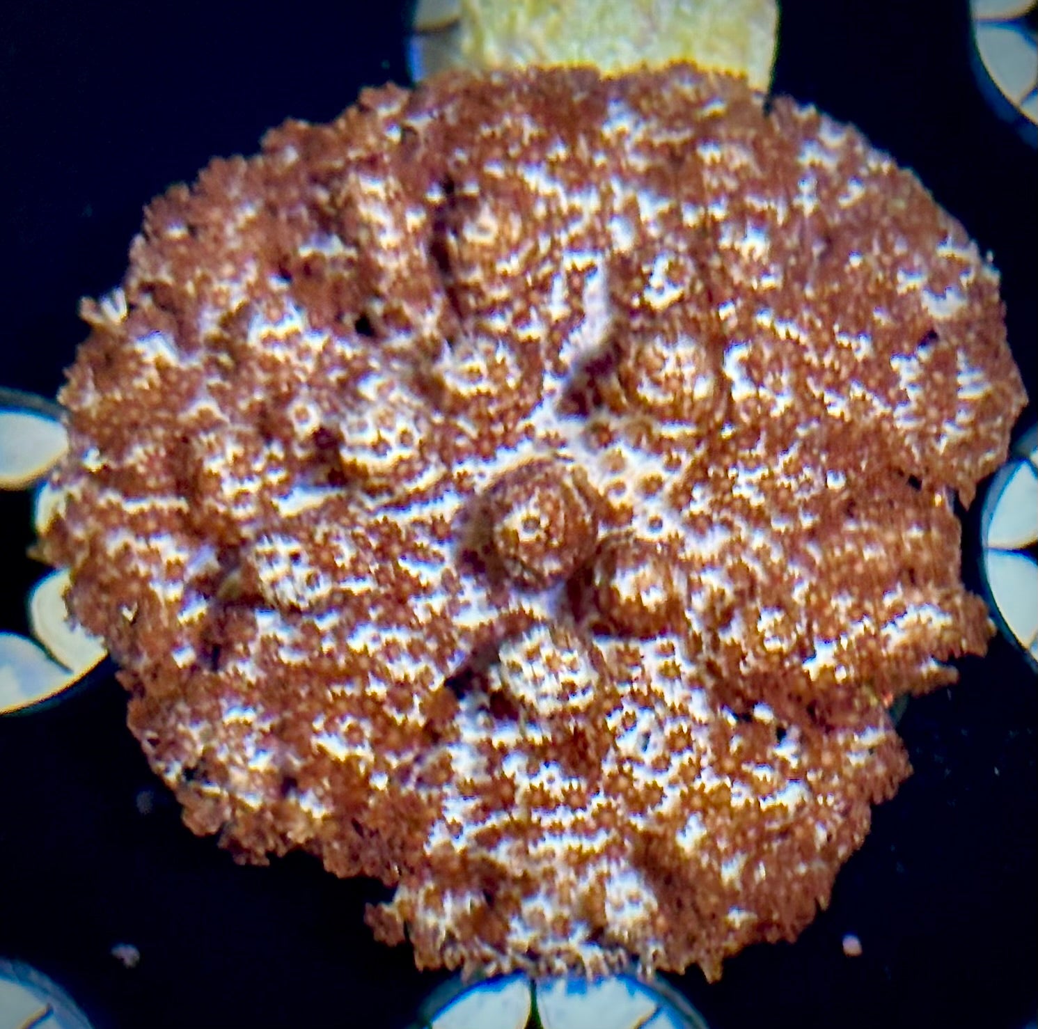 Cookies and Cream Carnation Coral