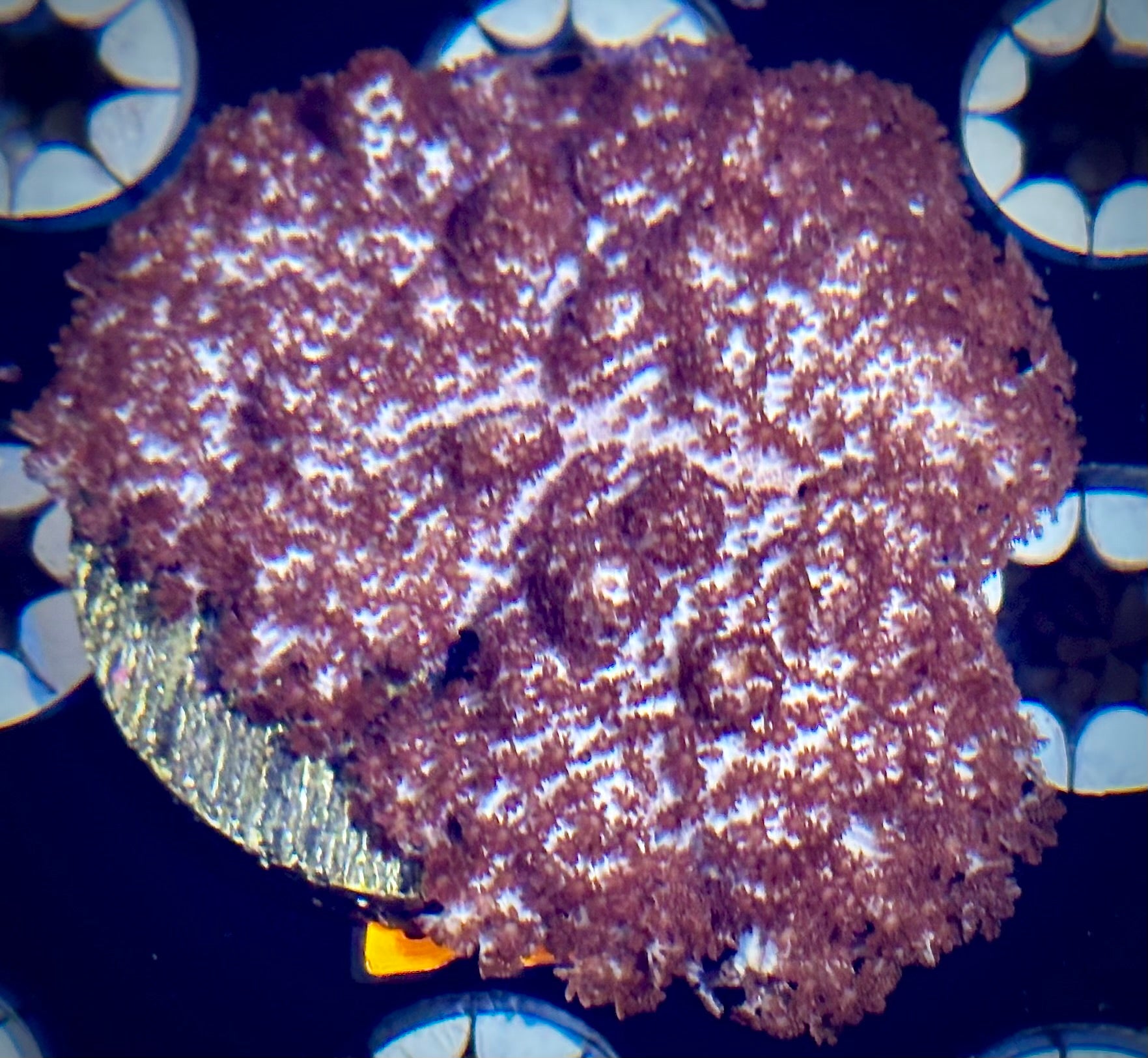 Cookies and Cream Carnation Coral