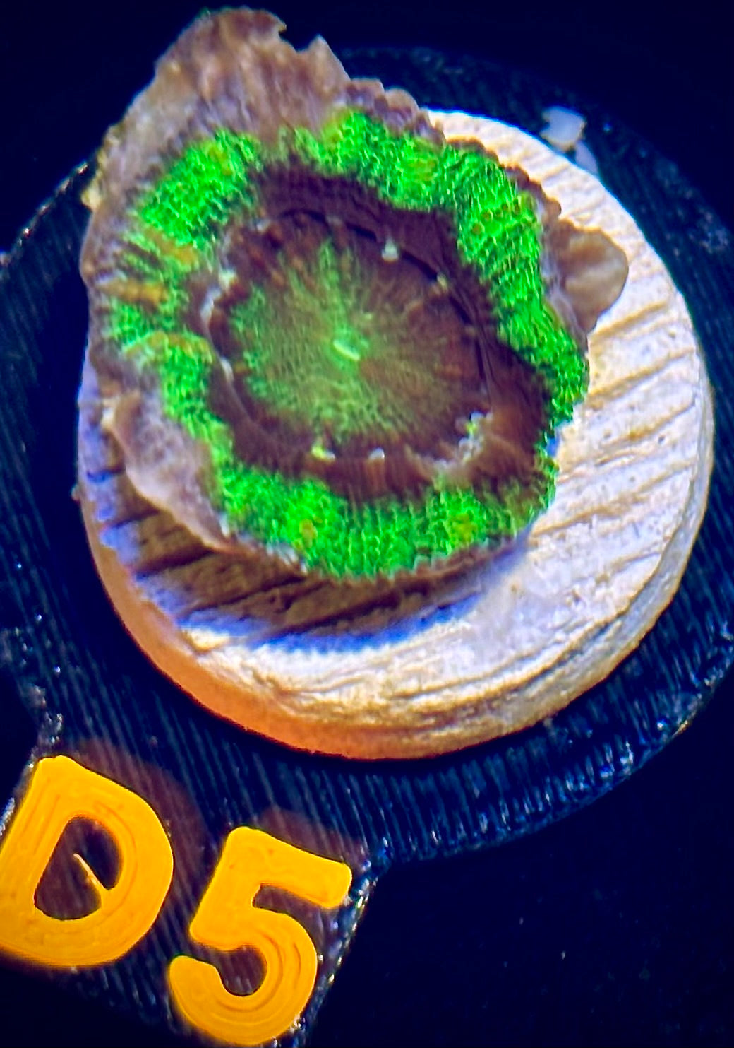 UFO Acan