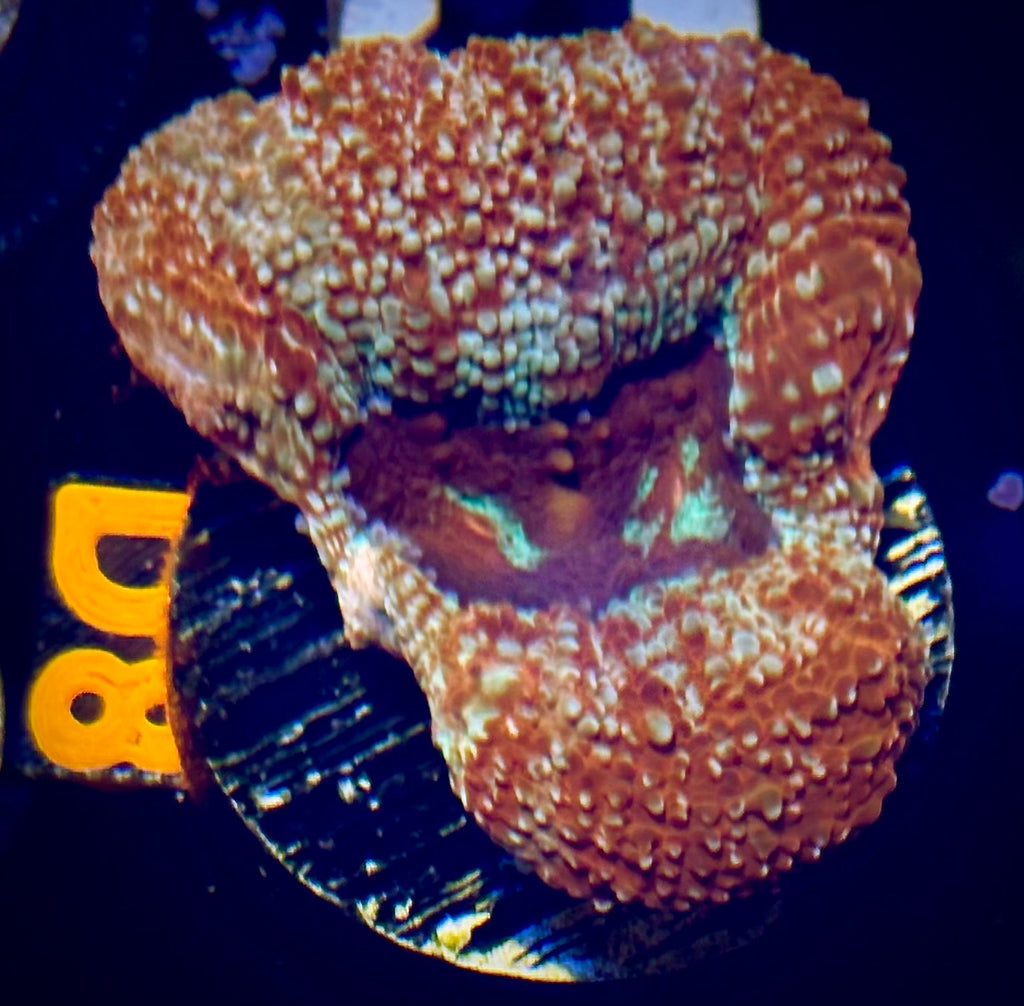 Sparkling Acan Bowerbanki