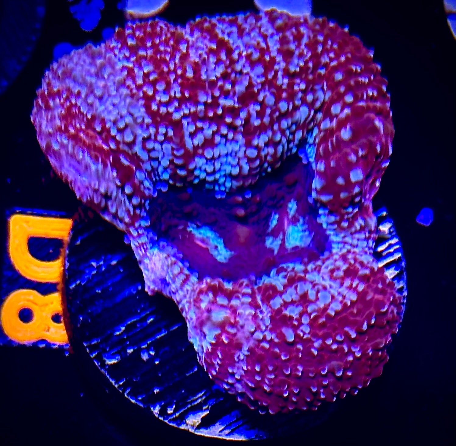 Sparkling Acan Bowerbanki
