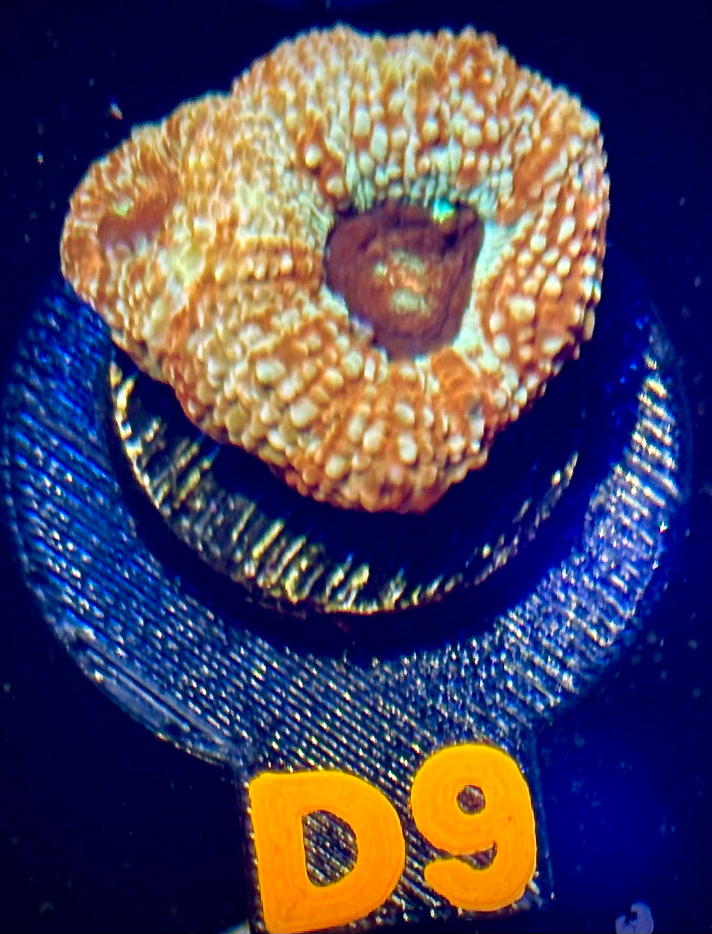 Sparkling Acan Bowerbanki