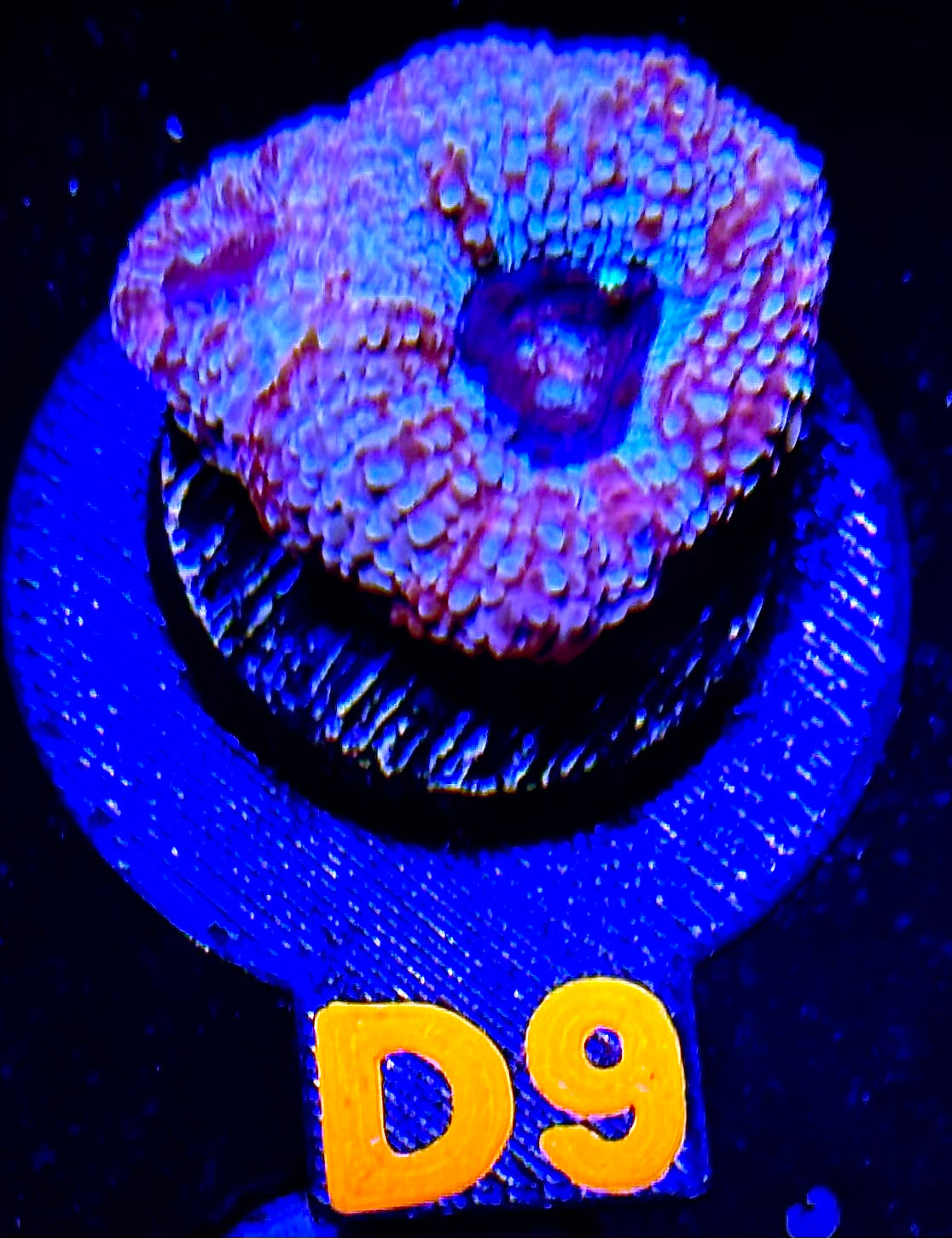 Sparkling Acan Bowerbanki