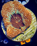 Sparkling Acan Bowerbanki