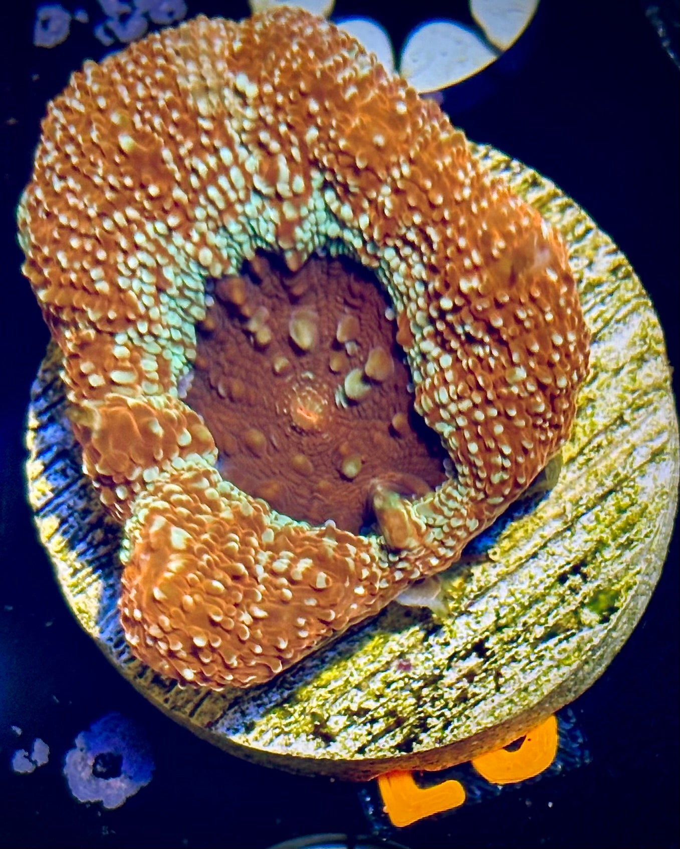 Sparkling Acan Bowerbanki
