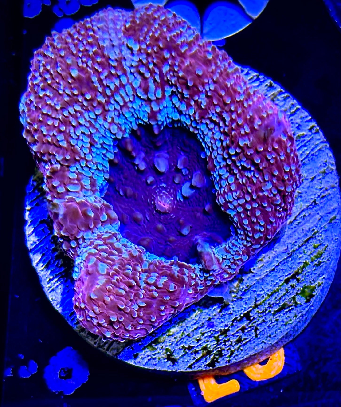Sparkling Acan Bowerbanki