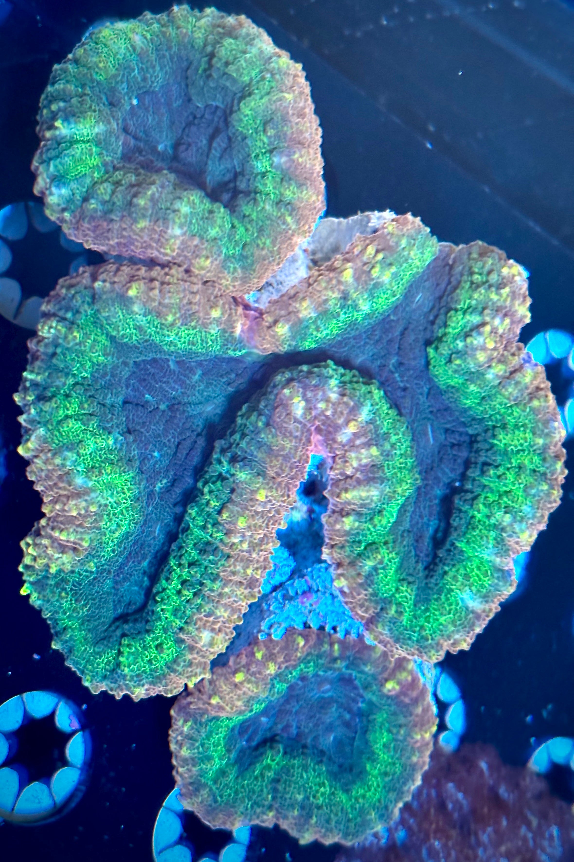Aussie Lobophyllia