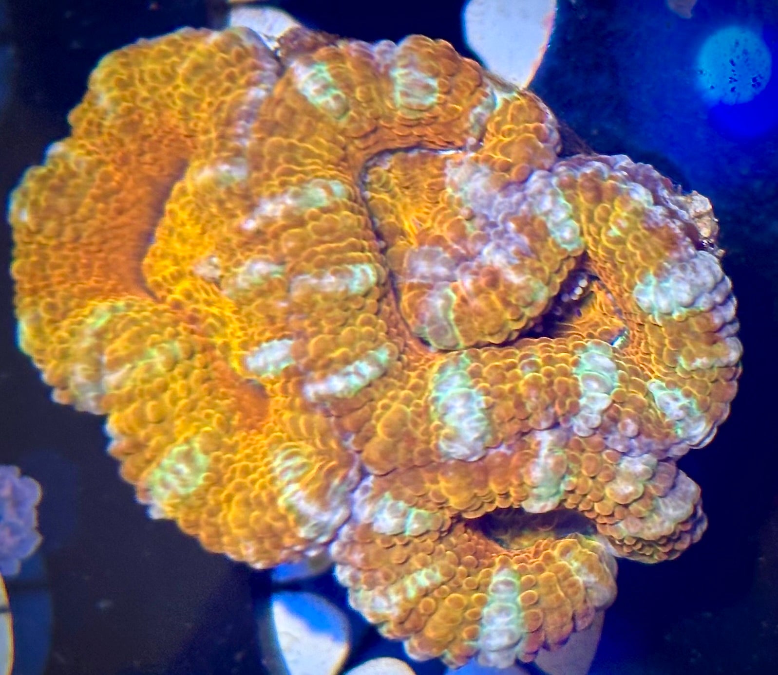 Aussie Acan Lord - Super Ultra