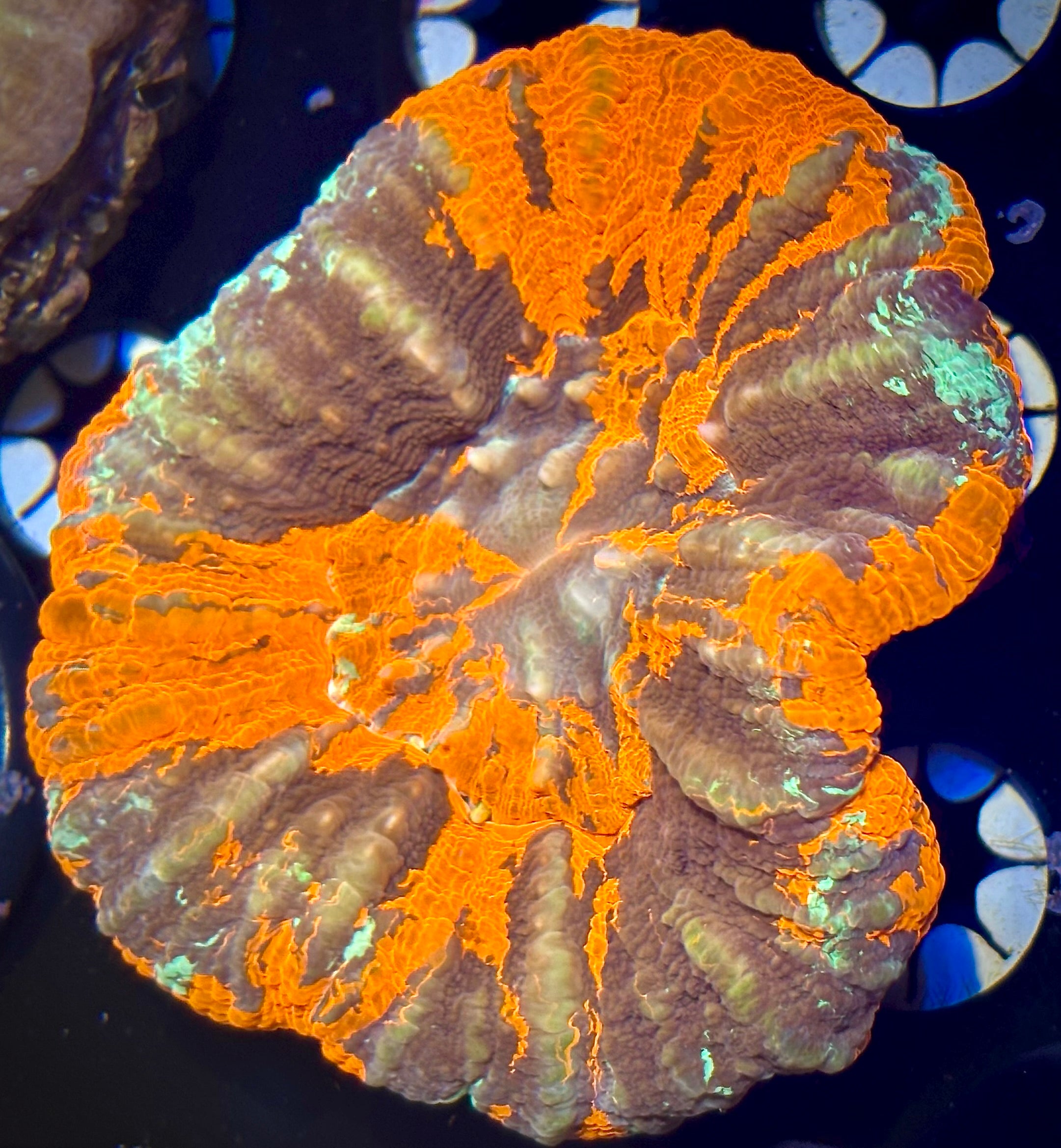 Aussie Warpaint Scoly