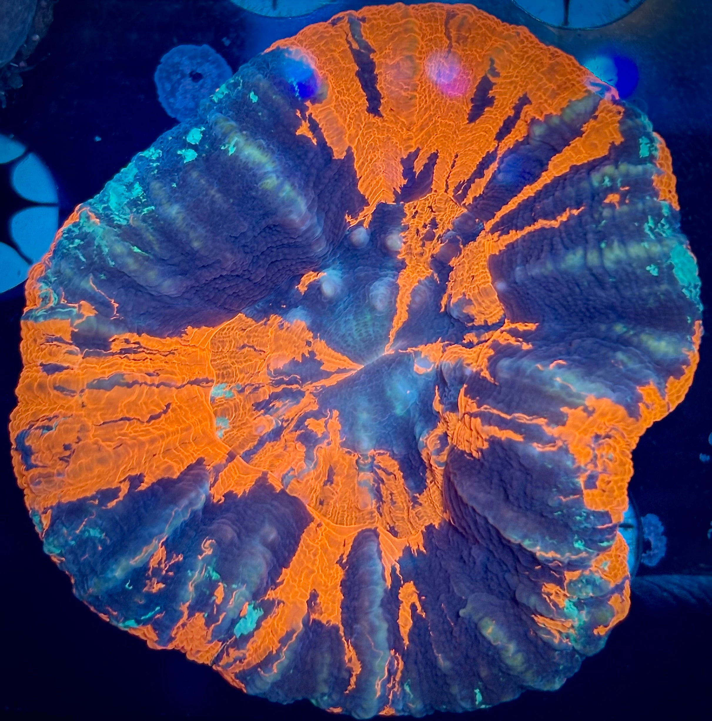 Aussie Warpaint Scoly