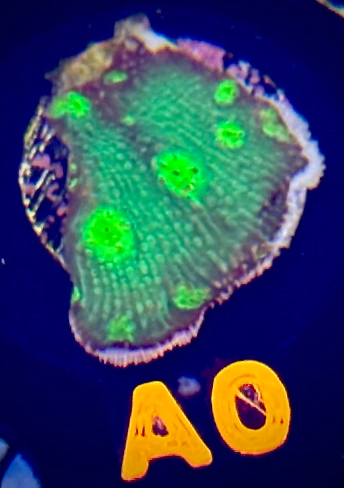 ECC Hollywood Stunner Chalice