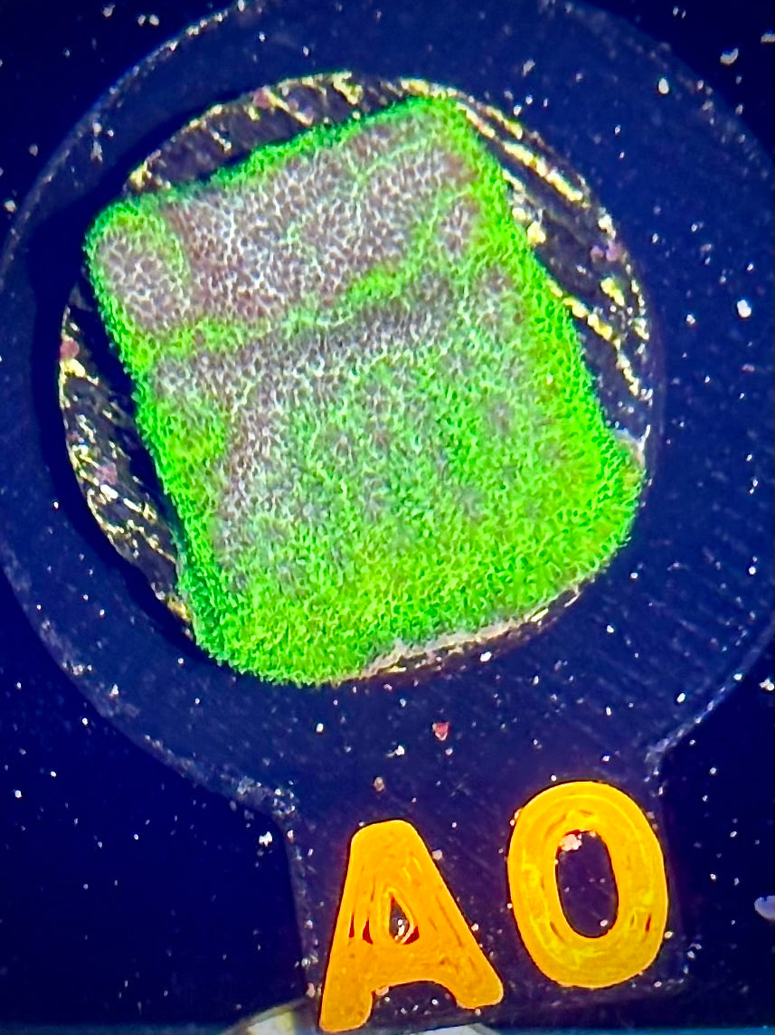 ECC Thunderstruck Psammocora