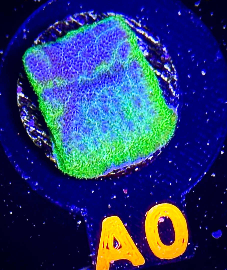 ECC Thunderstruck Psammocora