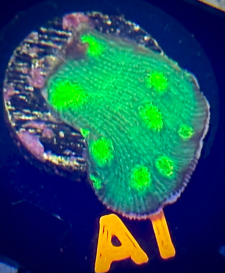 ECC Hollywood Stunner Chalice