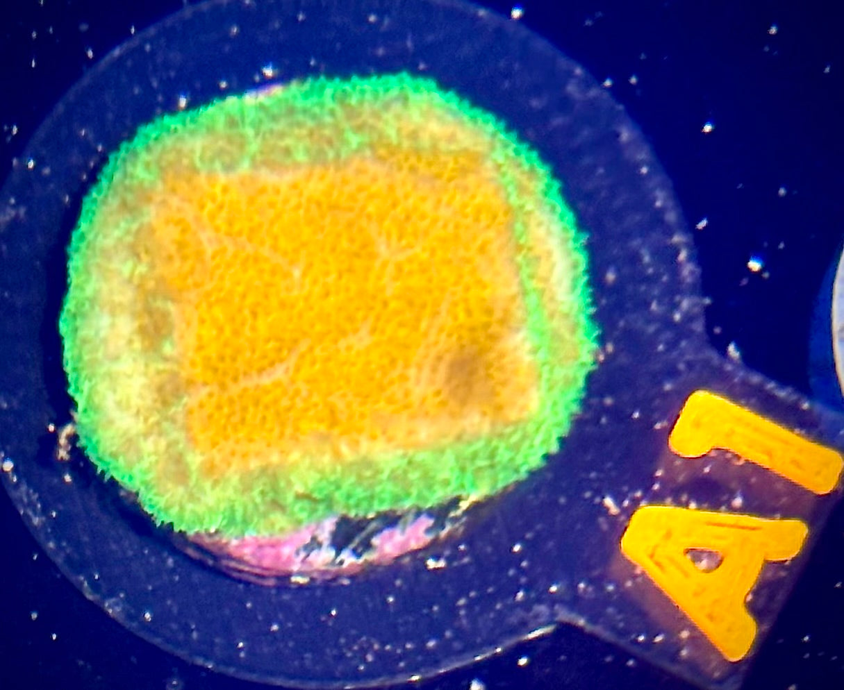 ECC Golden Charm Psammocora