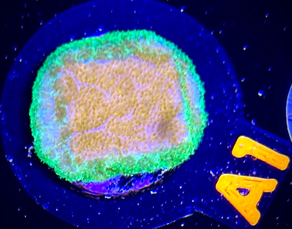 ECC Golden Charm Psammocora