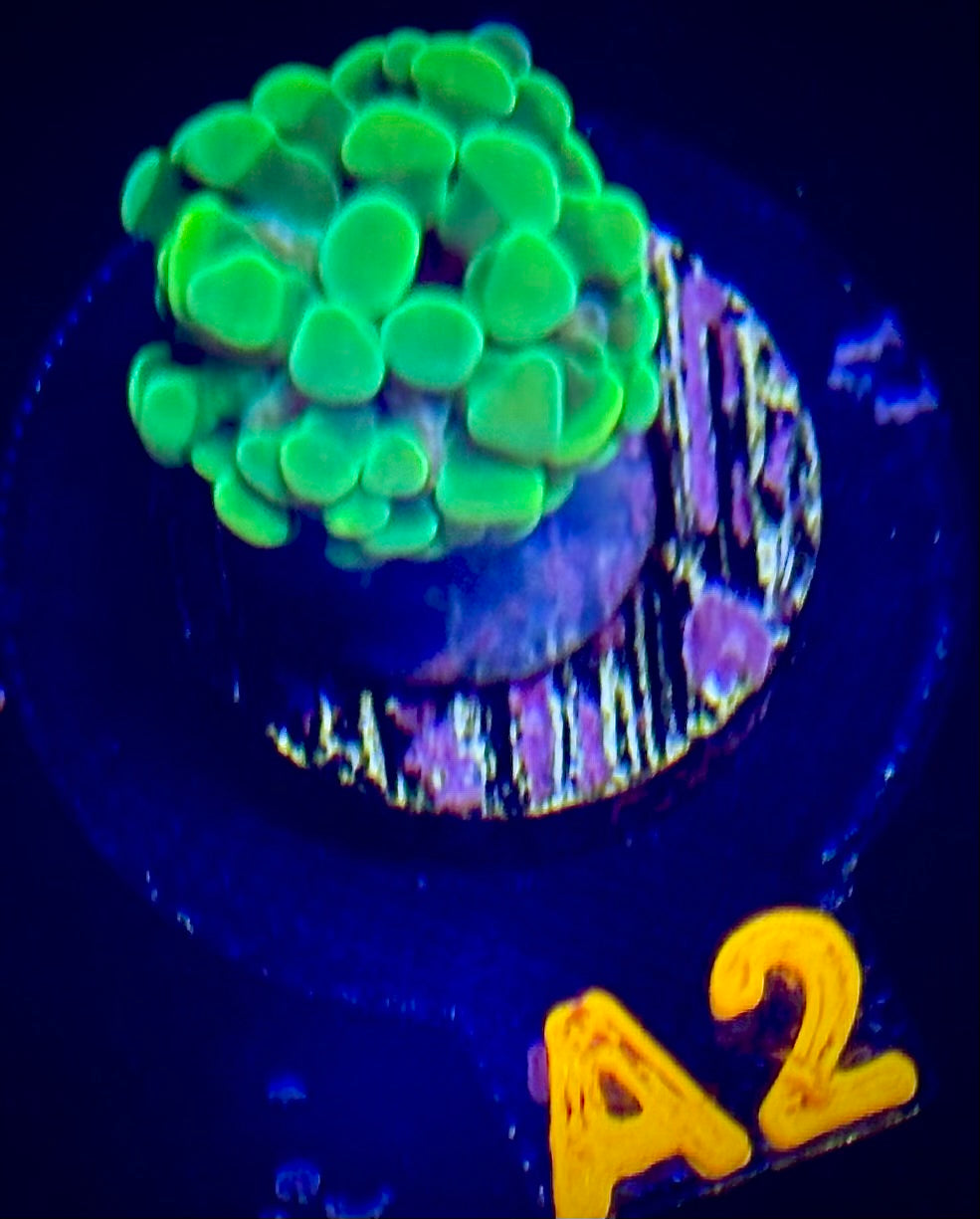 Rainbow Branching Hammer Coral