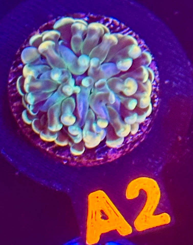 Rainbow Branching Hammer Coral