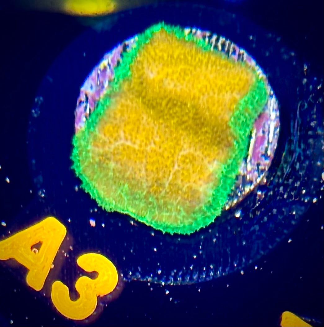 ECC Golden Charm Psammocora