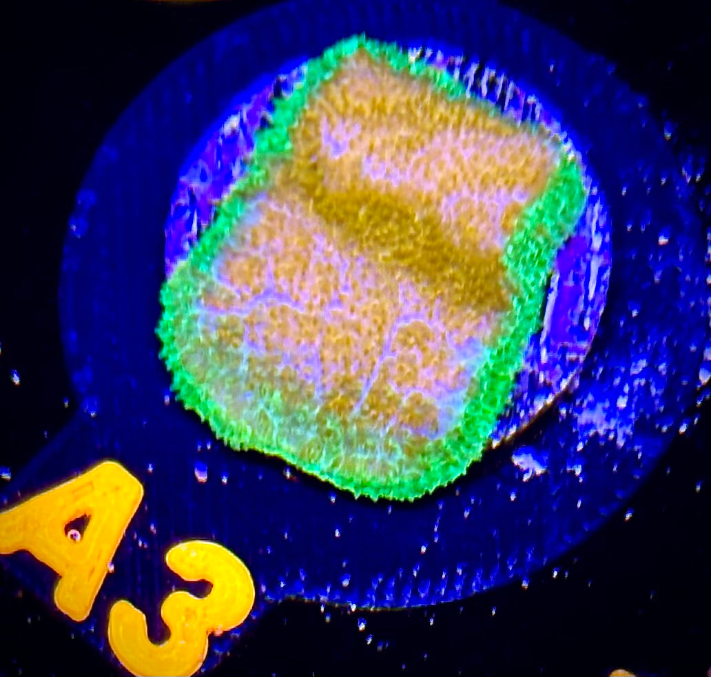 ECC Golden Charm Psammocora