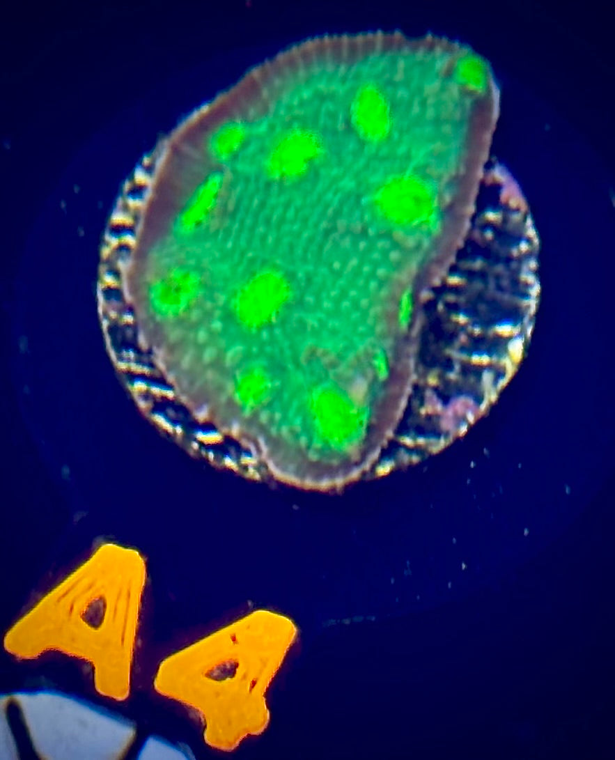 ECC Hollywood Stunner Chalice