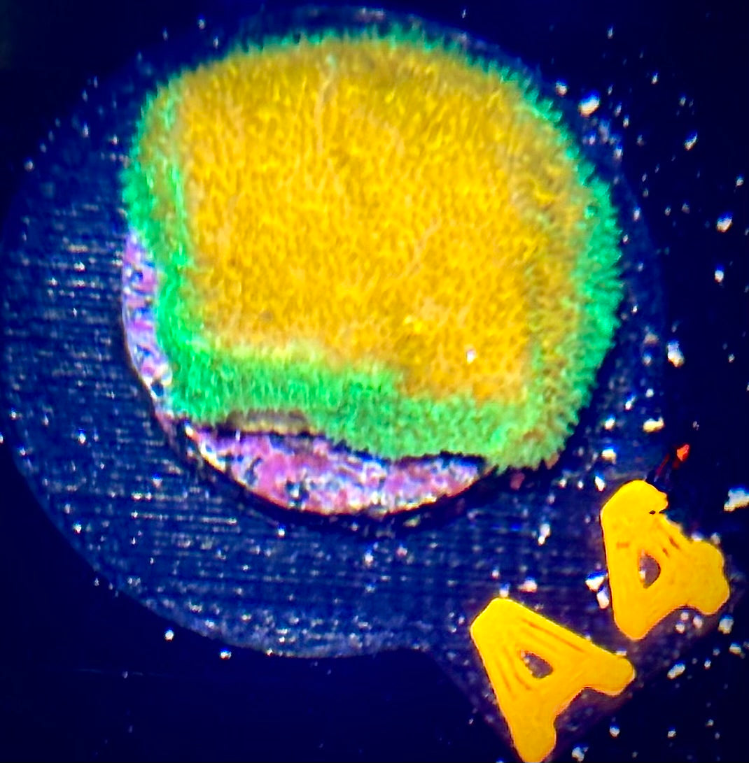 ECC Golden Charm Psammocora