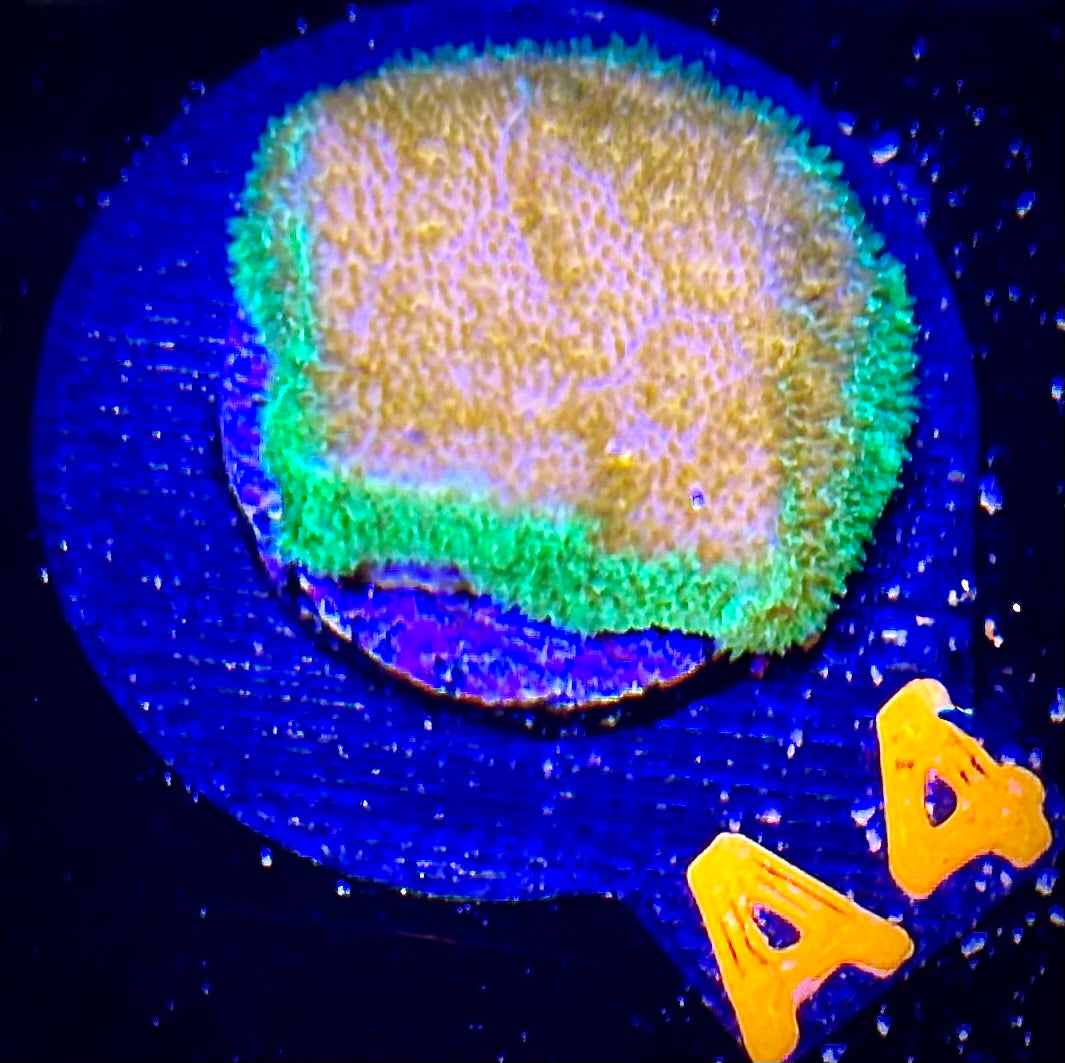 ECC Golden Charm Psammocora