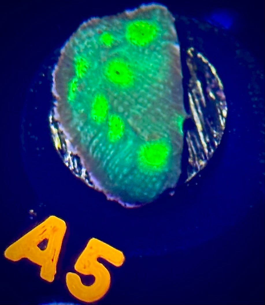 ECC Hollywood Stunner Chalice