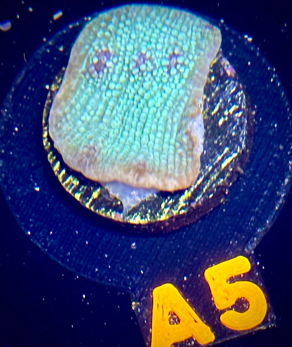 Glacial Freeze Stunner Chalice