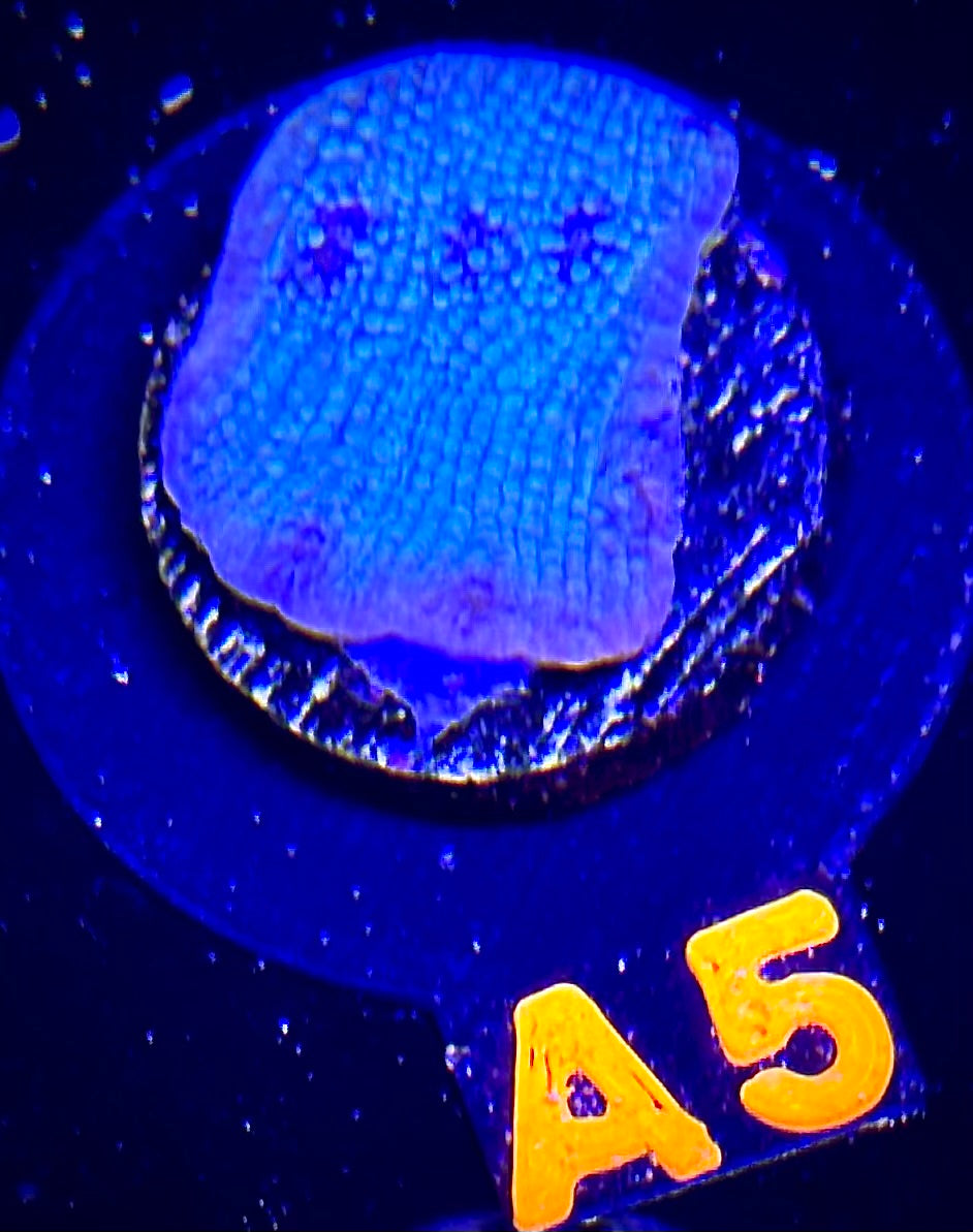 Glacial Freeze Stunner Chalice