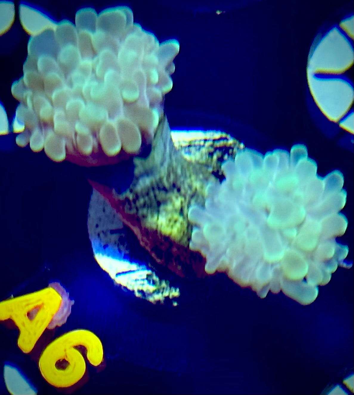 Ice Tips Hammer Coral - 2 head