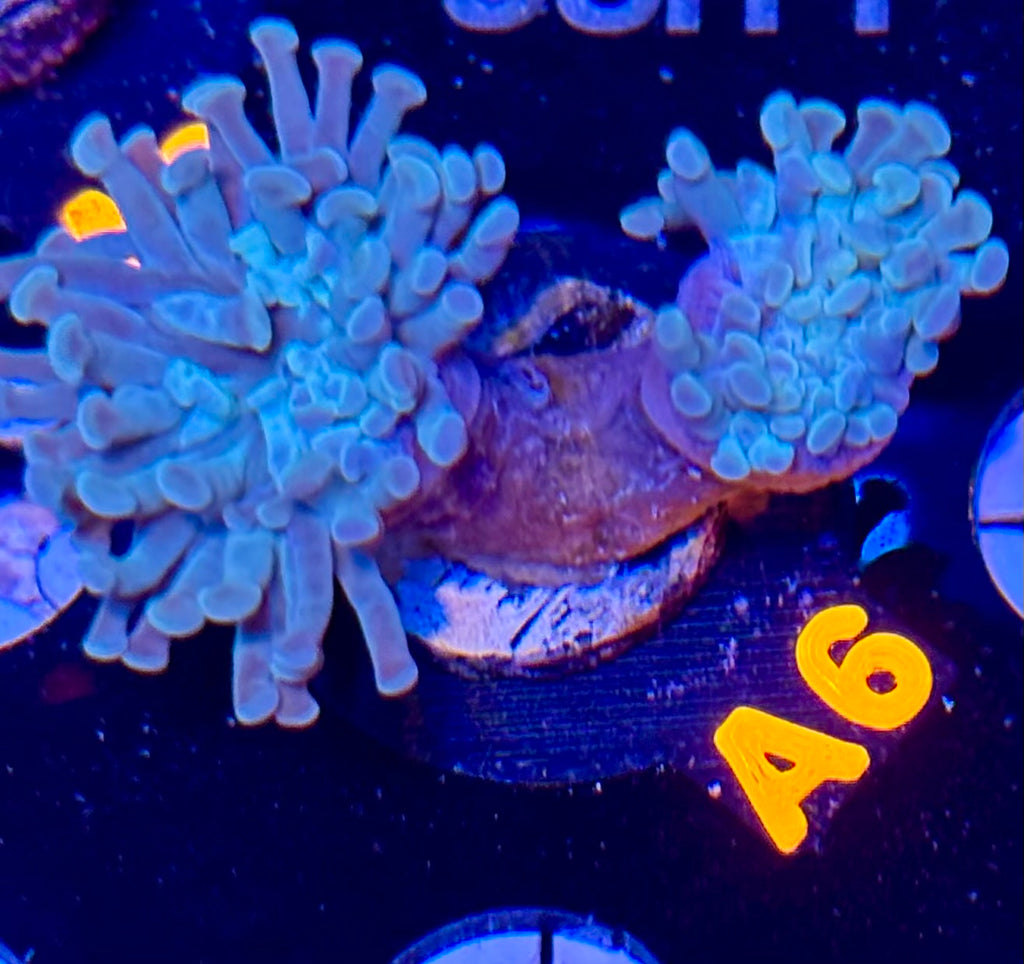 Ice Tips Hammer Coral - 2 head