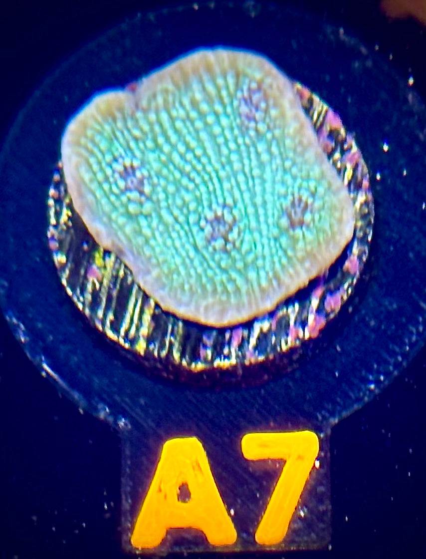 Glacial Freeze Stunner Chalice