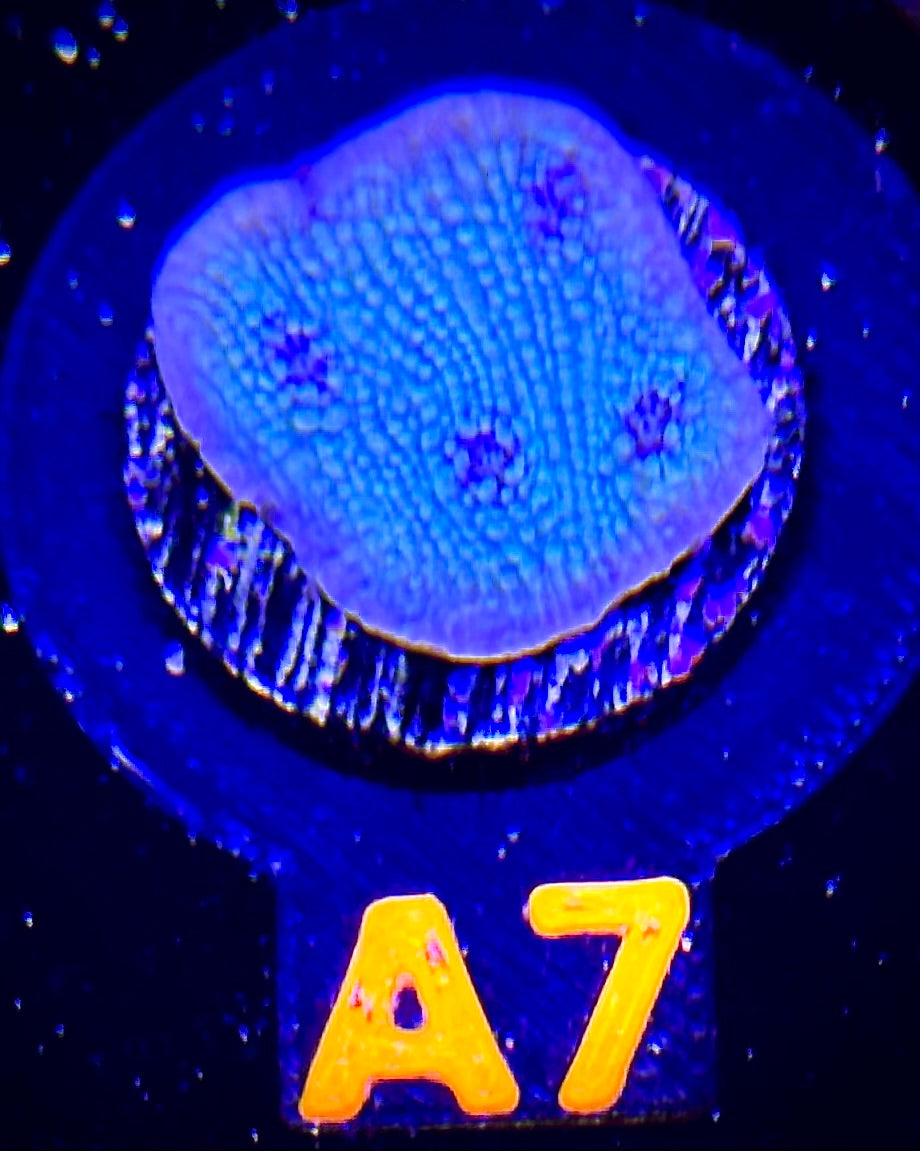 Glacial Freeze Stunner Chalice