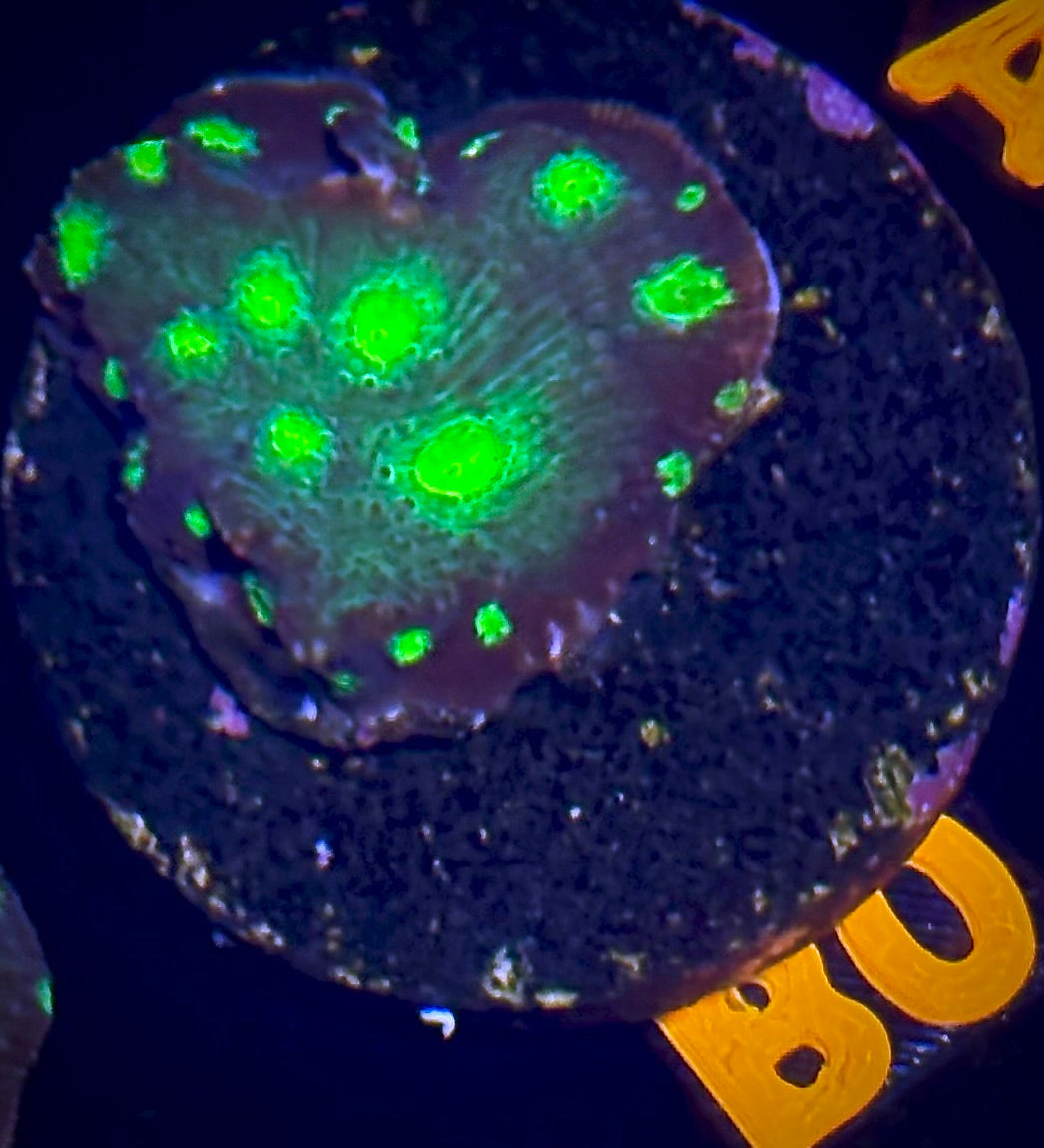 WWC Tyree Echino Chalice