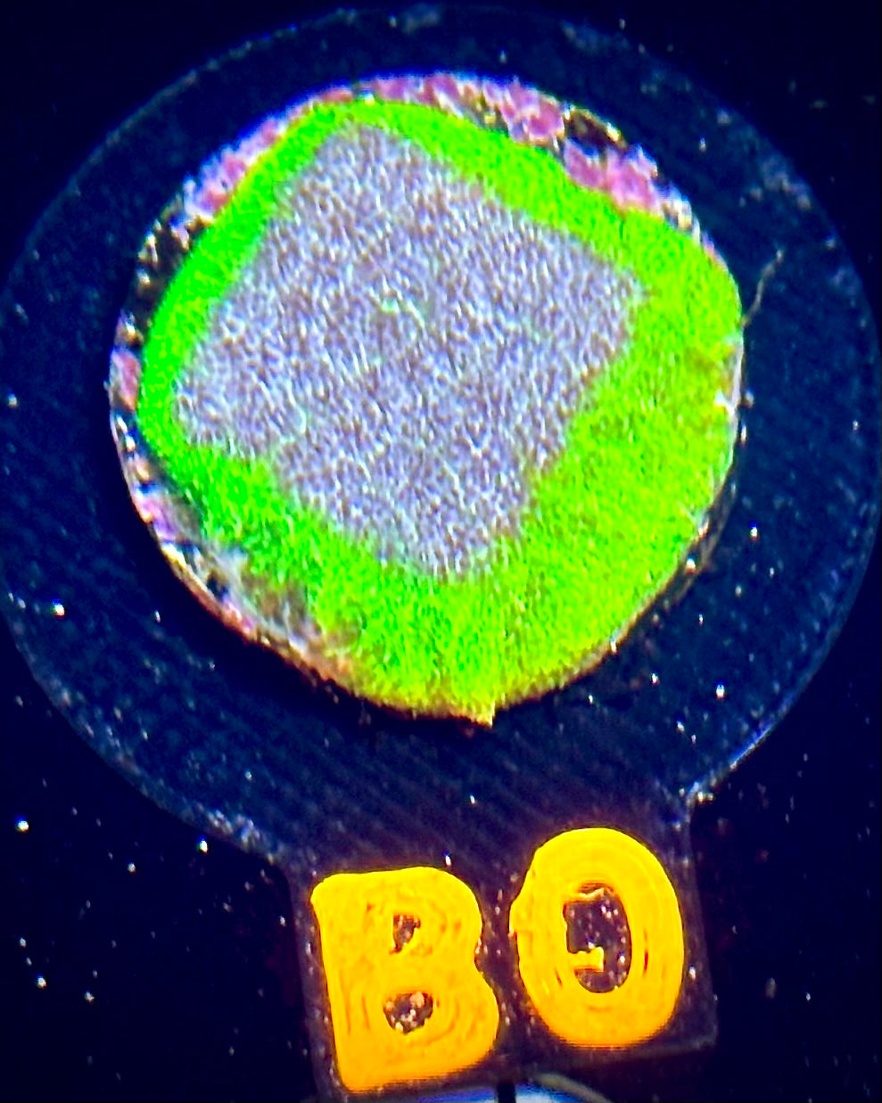 ECC Thunderstruck Psammocora