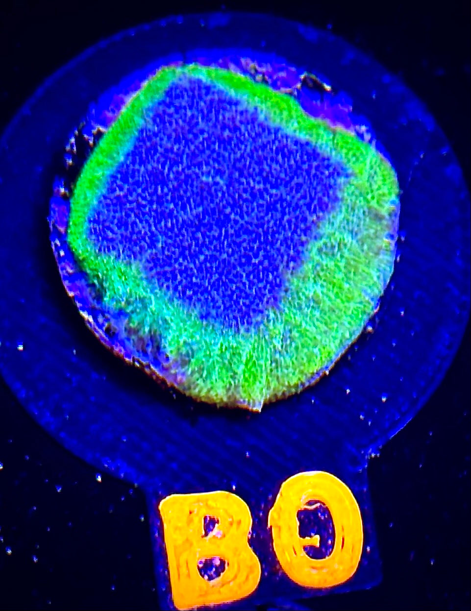 ECC Thunderstruck Psammocora