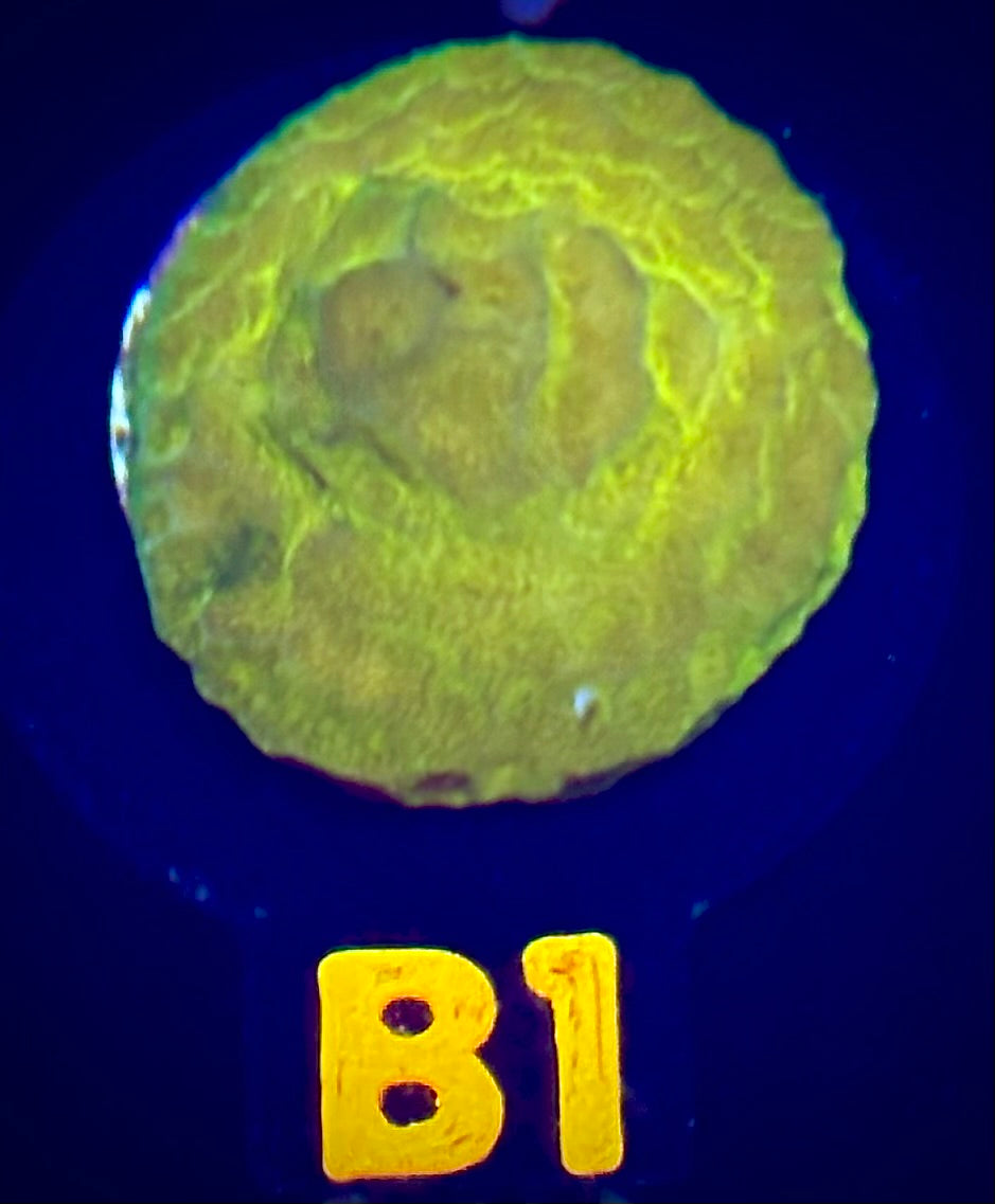 WWC Golden Psammocora