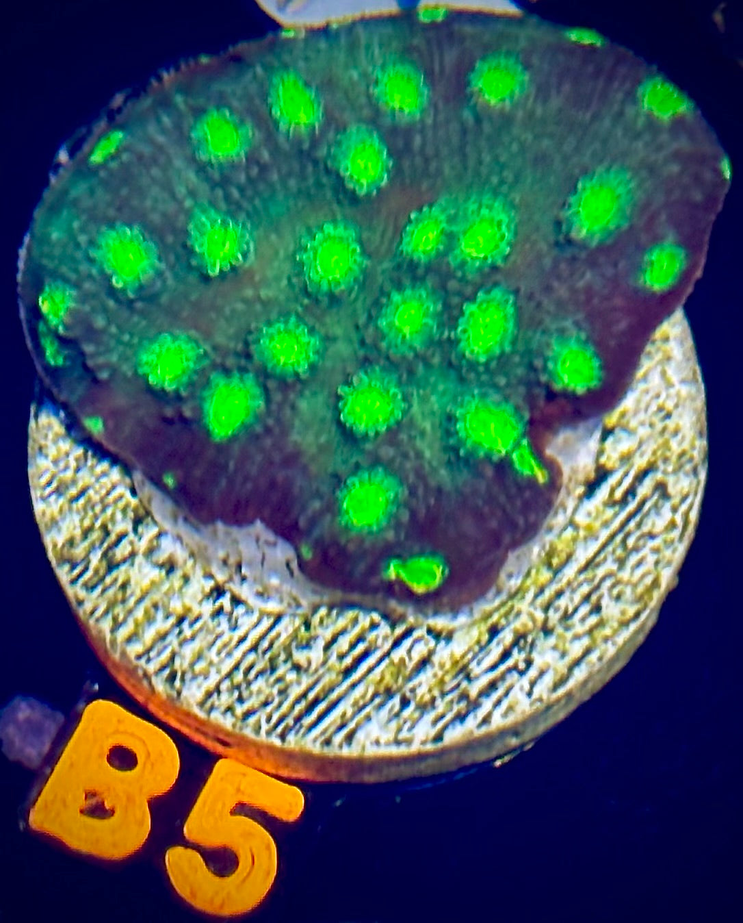 WWC Tyree Echino Chalice