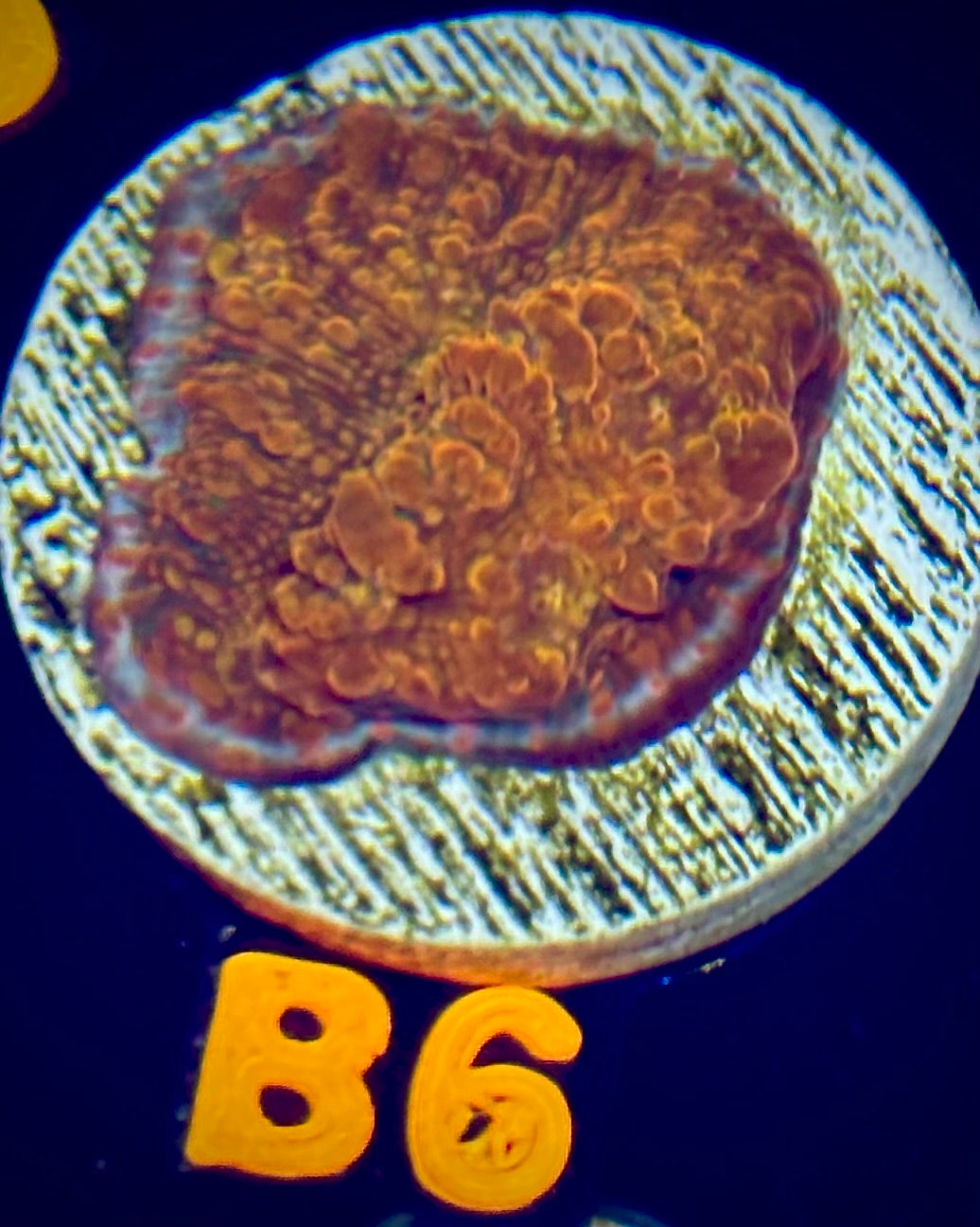 Seared Stellaria Chalice