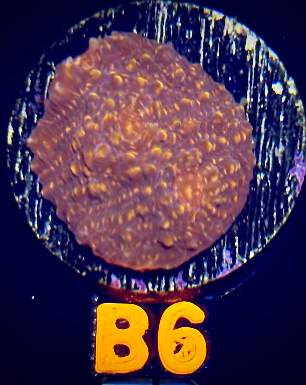 Inferno Chameleon Chalice