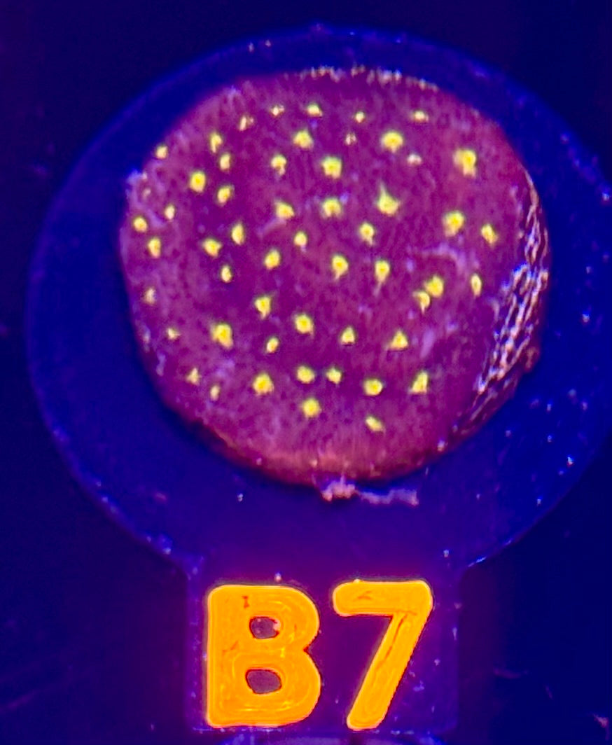 Outerspace Psammocora