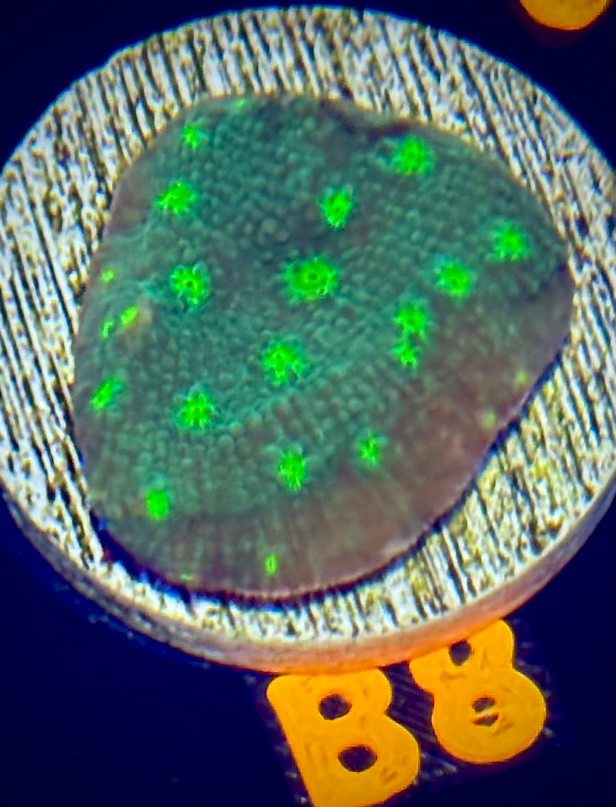 WWC Hollywood Stunner Chalice