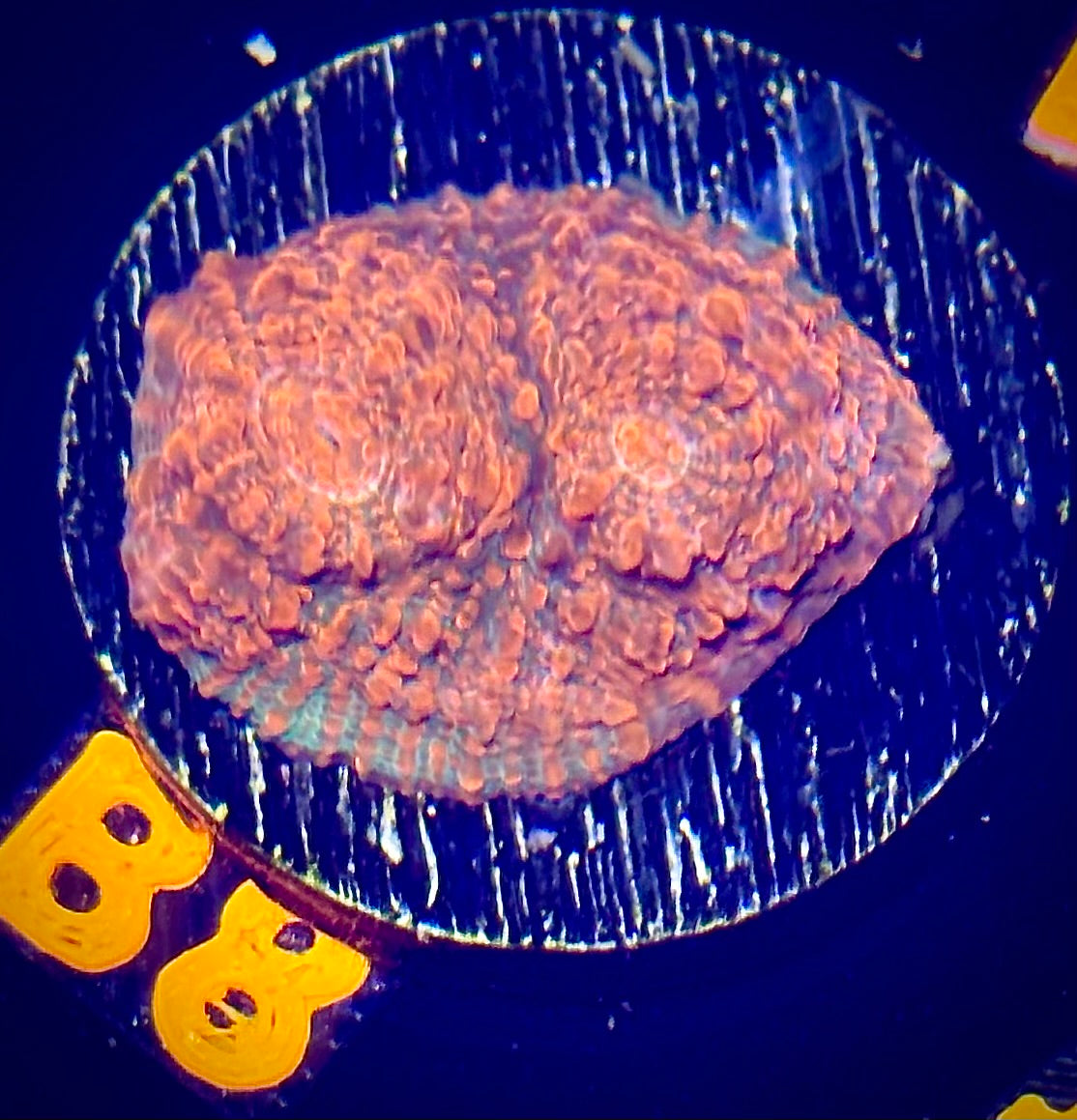 Inferno Chameleon Chalice