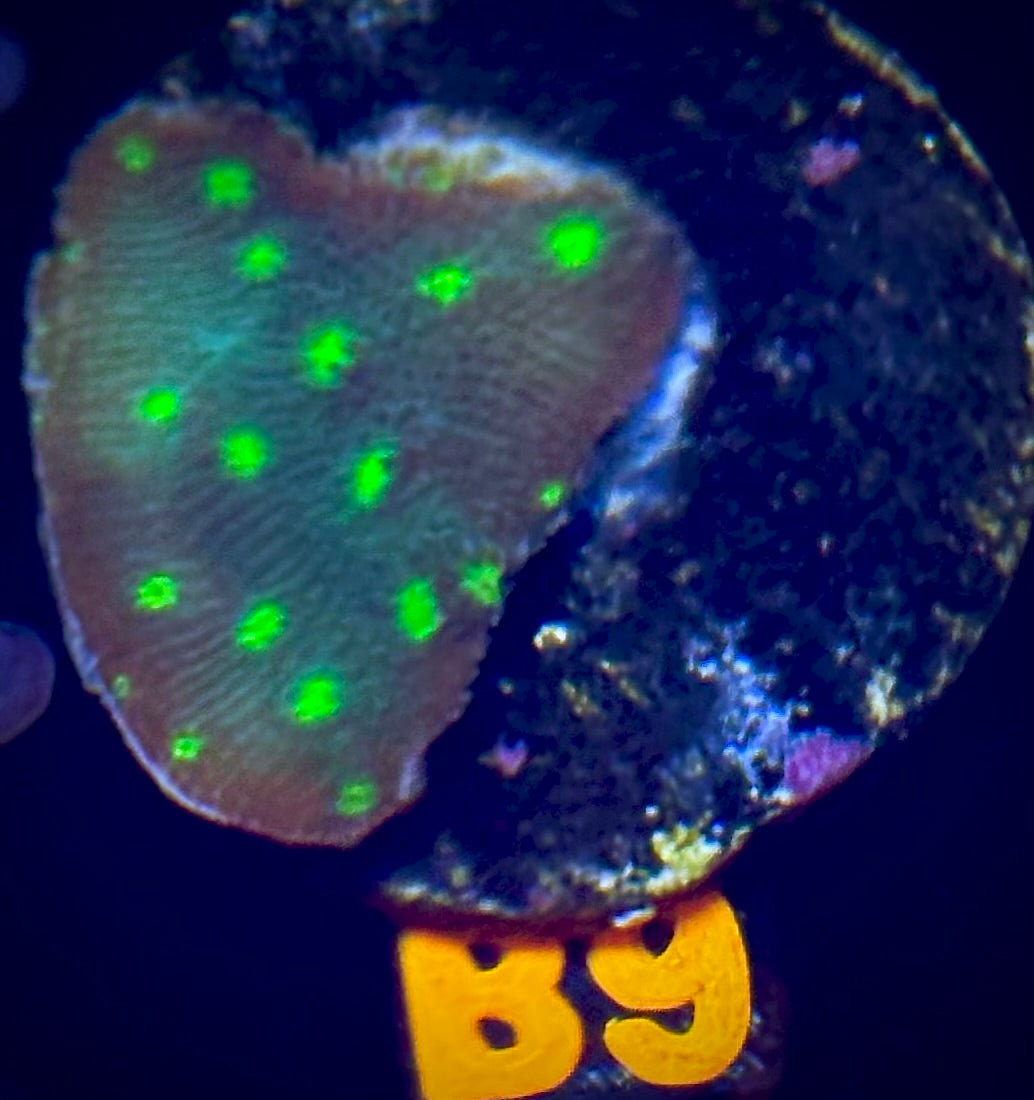 WWC Hollywood Stunner Chalice